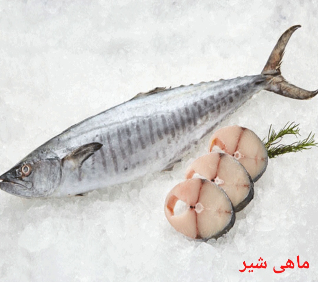 تصویر 1 از بهترین ماهی شیر صادراتی ایران + قیمت خرید عالی